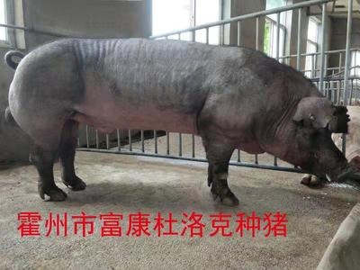 杜洛克种猪