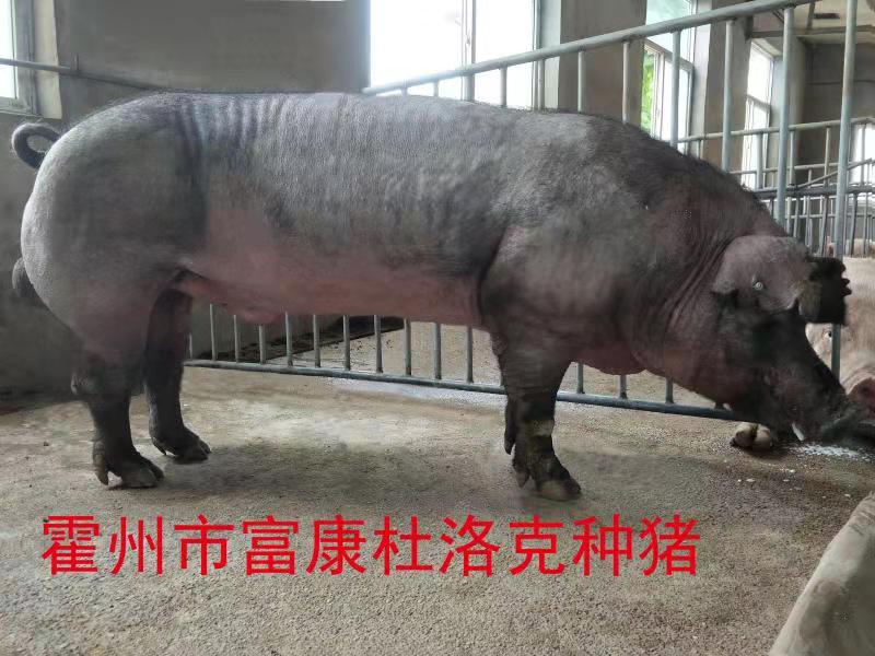 杜洛克种猪