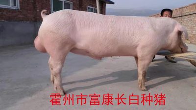 长白种猪