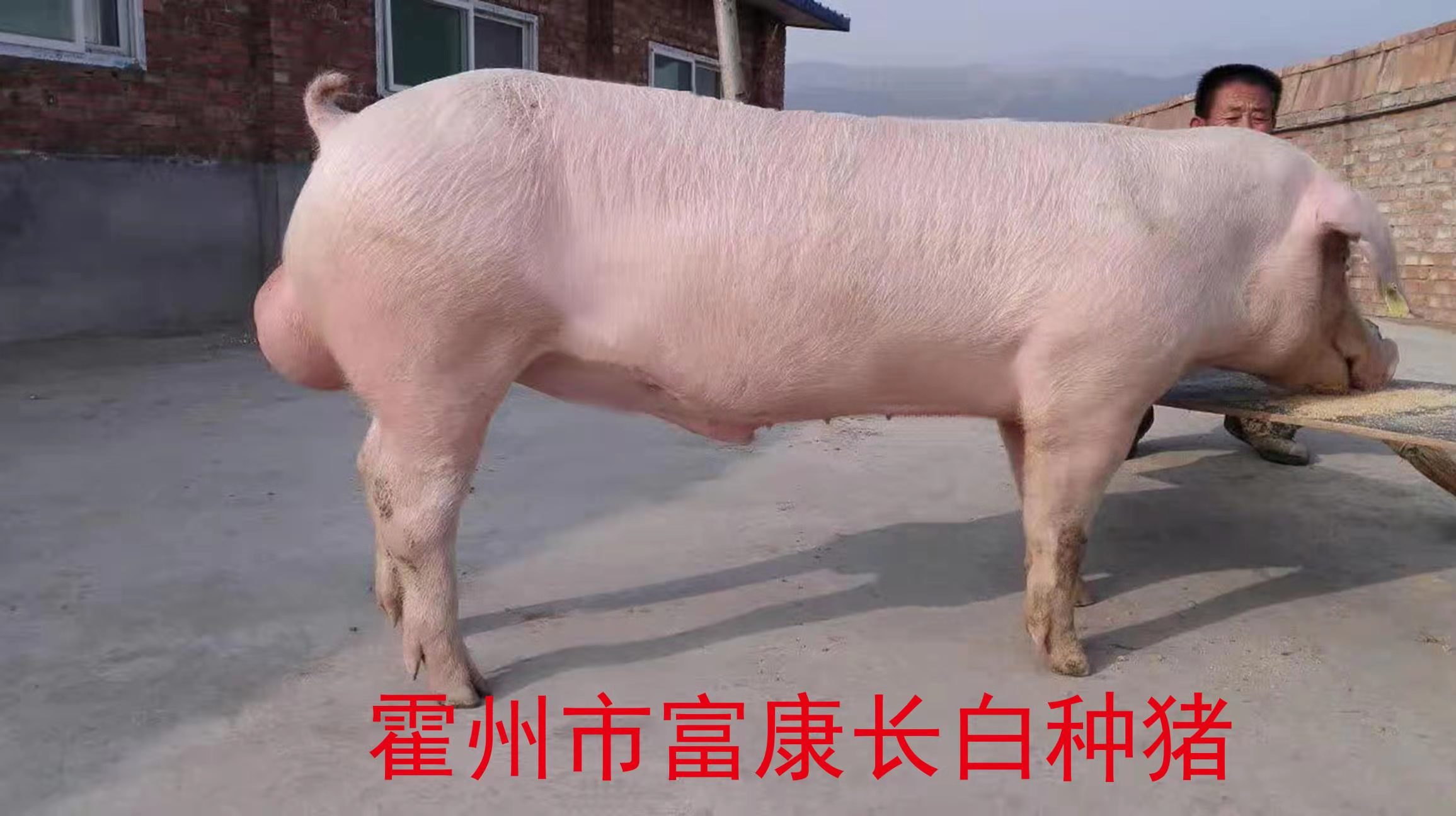 长白种猪