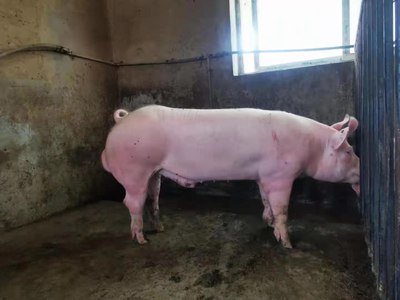 大白公猪