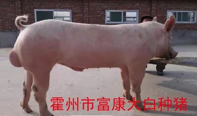 大白种猪