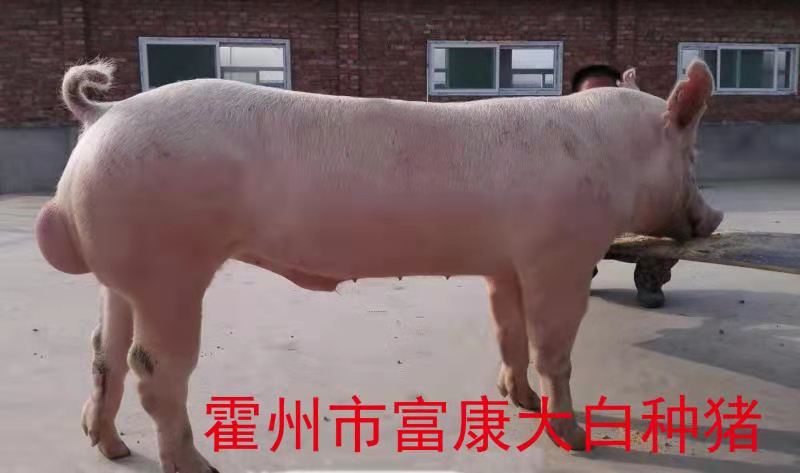 大白种猪